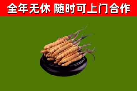 孝感市回收冬虫夏草